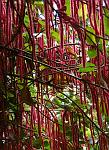 Red Hot Cat Tails